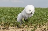 BICHON FRISE 199